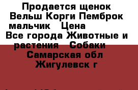 Продается щенок Вельш Корги Пемброк мальчик › Цена ­ 65 000 - Все города Животные и растения » Собаки   . Самарская обл.,Жигулевск г.
